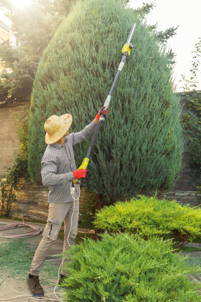 Best Tree Maintenance Programs  in Baxter Springs, KS